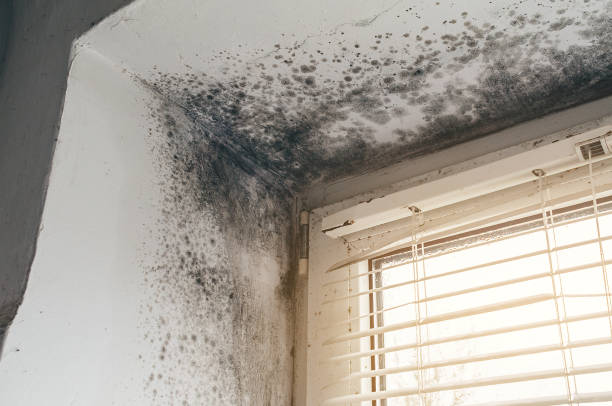 Affordable Mold Remediation solutions in Keansburg, NJ